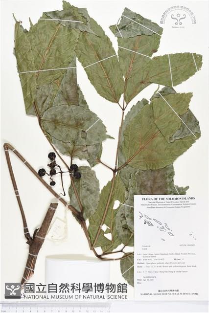 登錄號:BS02423藏品圖，第1張