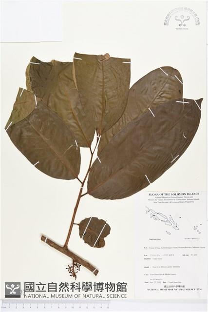 登錄號:BS04423藏品圖，第1張