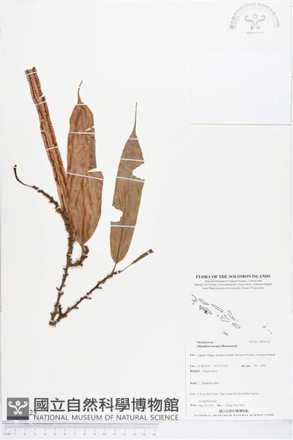 登錄號:BP01223藏品圖，第1張