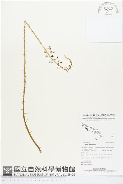 登錄號:BS02523藏品圖，第1張