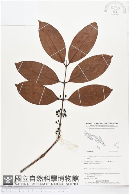 登錄號:BS05523藏品圖，第1張