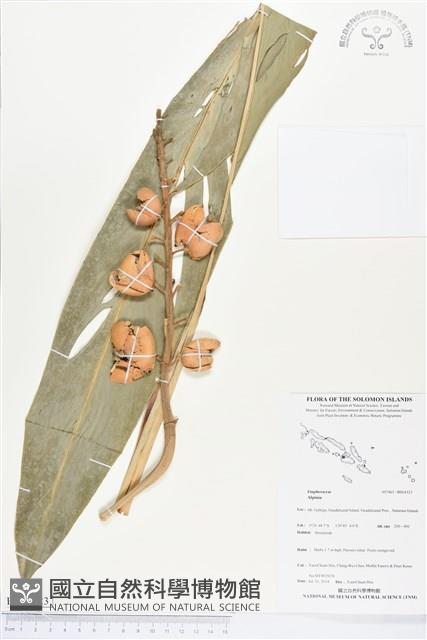 登錄號:BS04523藏品圖，第1張