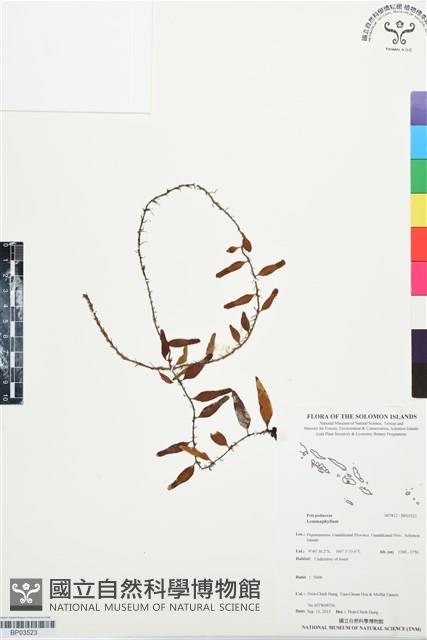 登錄號:BP03523藏品圖，第1張