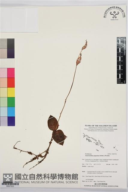 Accession Number:BS07523 Collection Image