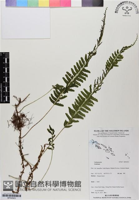 登錄號:BP02923藏品圖，第1張