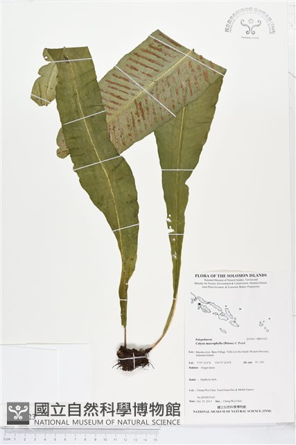 登錄號:BP01923藏品圖，第1張