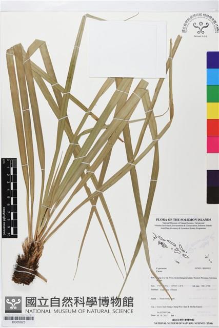 登錄號:BS05923藏品圖，第1張