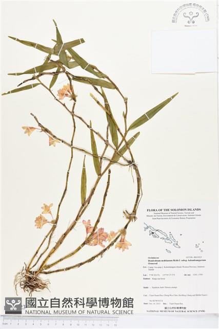 登錄號:BS03923藏品圖，第1張