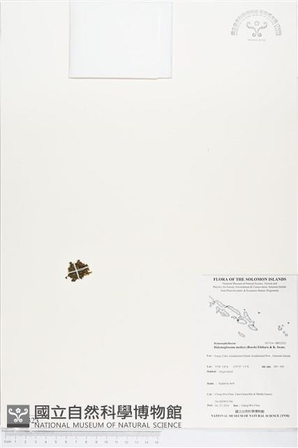 短柄單葉假脈蕨藏品圖，第1張