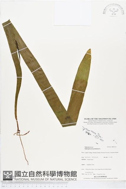 帶狀瓶爾小草藏品圖，第1張
