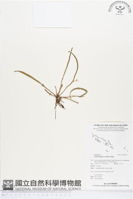 登錄號:BS01323藏品圖，第1張