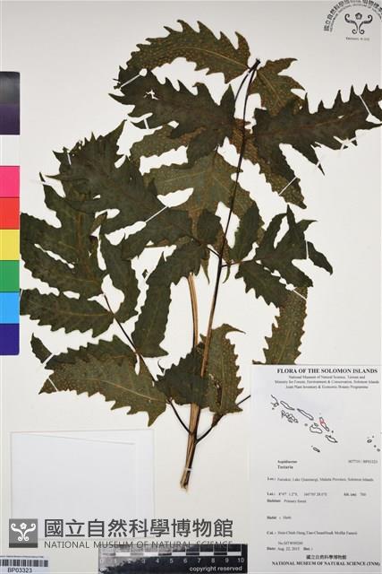 登錄號:BP03323藏品圖，第1張