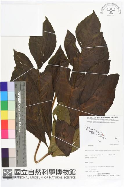 登錄號:BS07323藏品圖，第1張