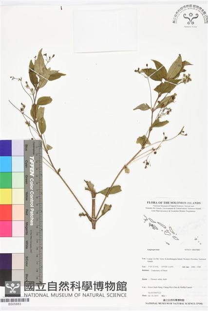登錄號:BS05883藏品圖，第1張