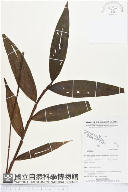 登錄號:BS03883藏品圖，第1張