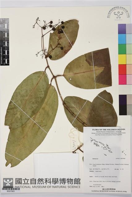 登錄號:BS07883藏品圖，第1張