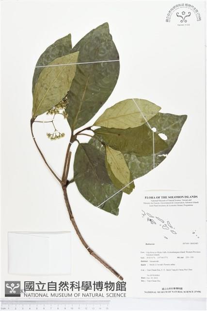 登錄號:BS02083藏品圖，第1張