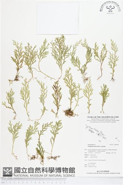 登錄號:BP00083藏品圖，第1張