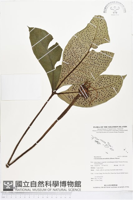 登錄號:BP01083藏品圖，第1張