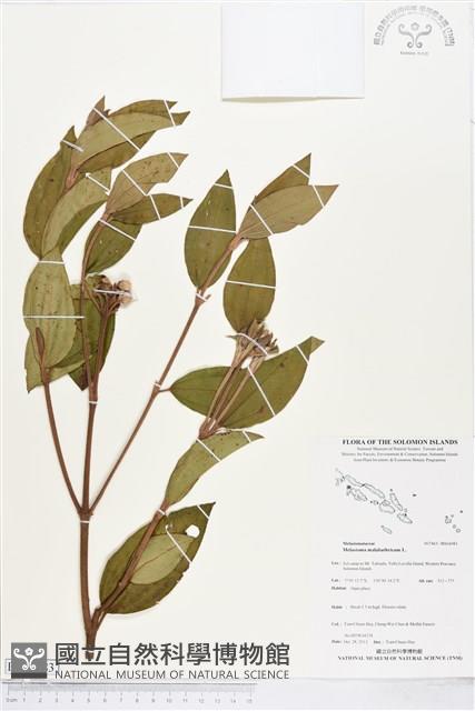 基尖葉野牡丹藏品圖，第1張