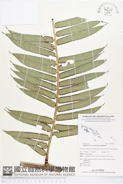 蘭嶼觀音座蓮藏品圖，第1張