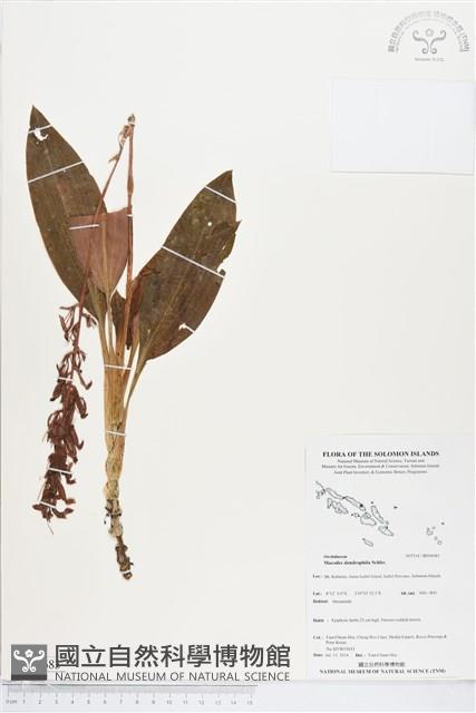 登錄號:BS04683藏品圖，第1張