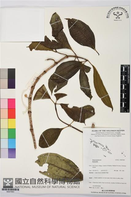 登錄號:BS07683藏品圖，第1張