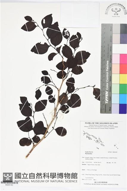 登錄號:BS06183藏品圖，第1張