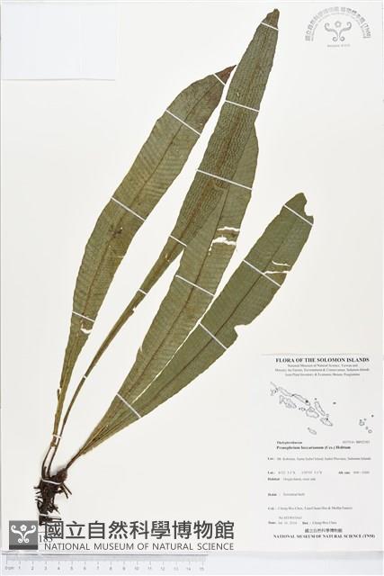 登錄號:BP02183藏品圖，第1張