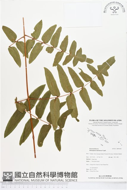 登錄號:BP00183藏品圖，第1張