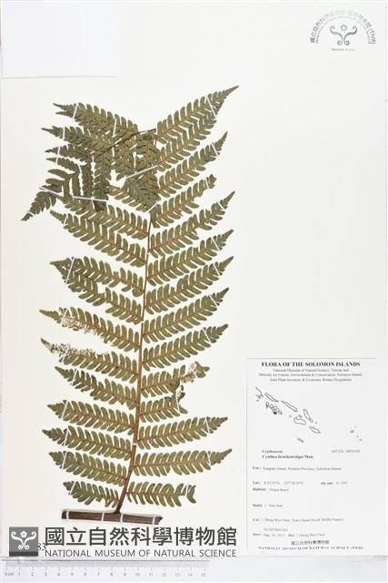 登錄號:BP01183藏品圖，第1張