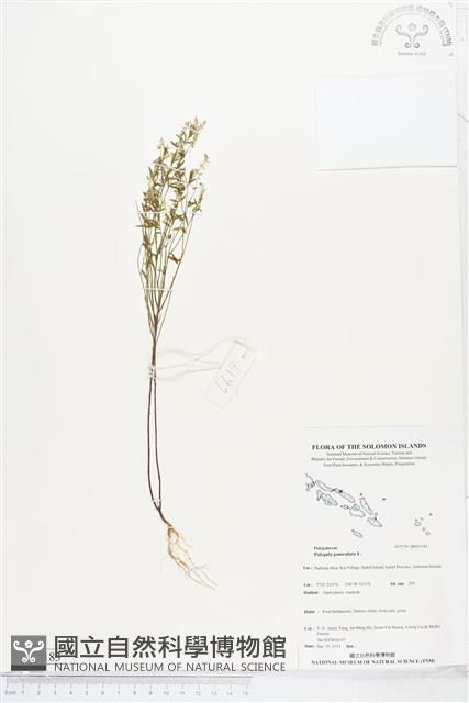 圓錐花遠志藏品圖，第1張
