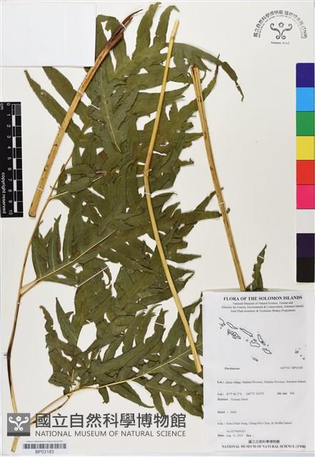 登錄號:BP03183藏品圖，第1張