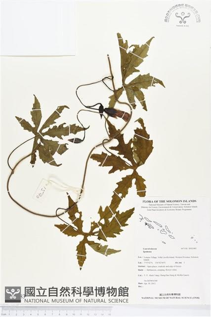 登錄號:BS02483藏品圖，第1張