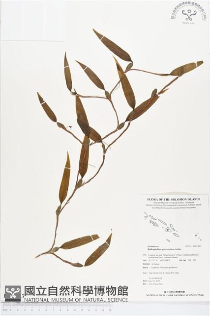 登錄號:BS01483藏品圖，第1張