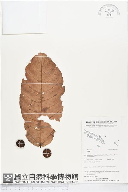 登錄號:BS05483藏品圖，第1張