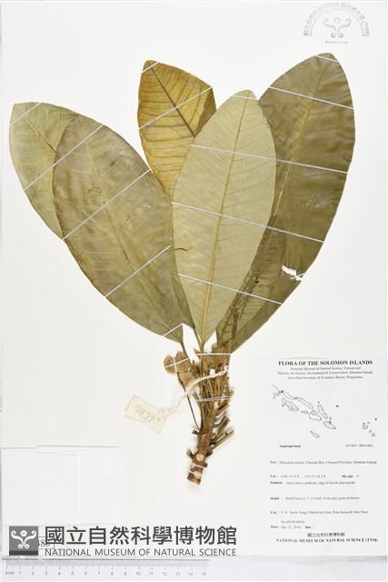 登錄號:BS04483藏品圖，第1張