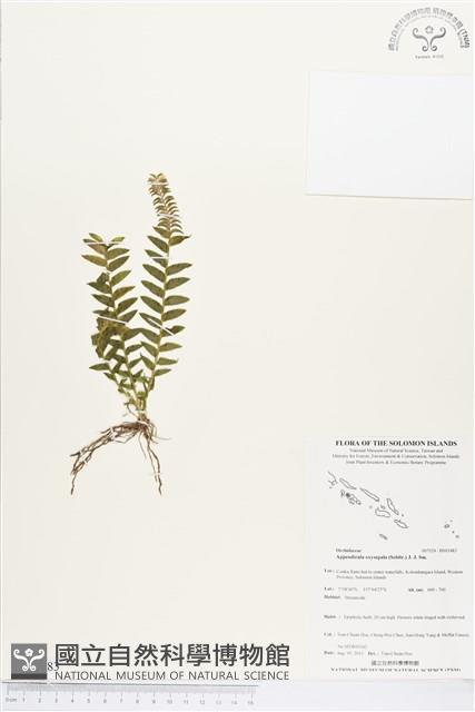 登錄號:BS03483藏品圖，第1張