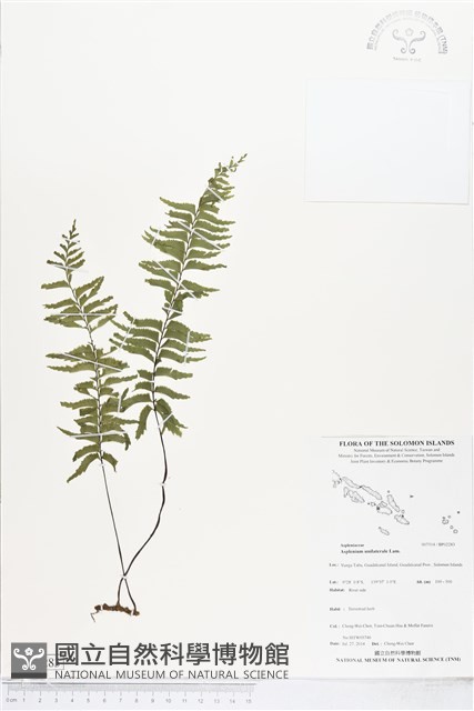 單邊鐵角蕨藏品圖，第1張