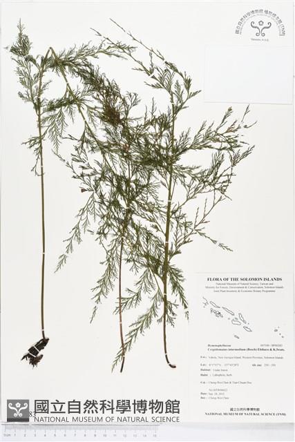 登錄號:BP00283藏品圖，第1張