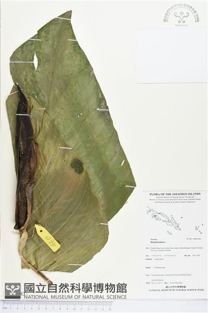 登錄號:BS04283藏品圖，第1張