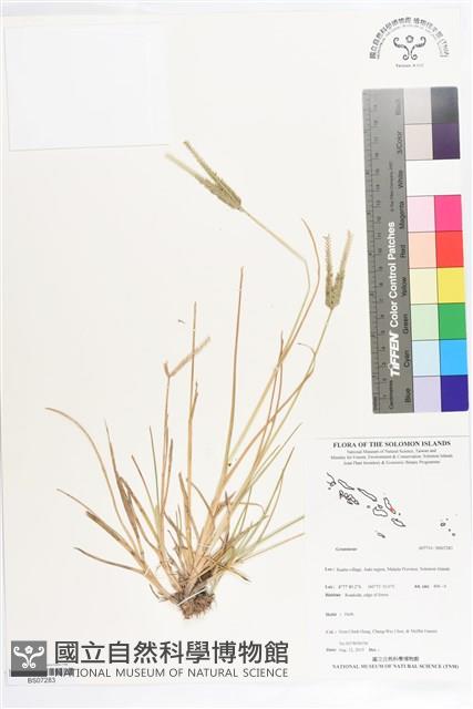 登錄號:BS07283藏品圖，第1張