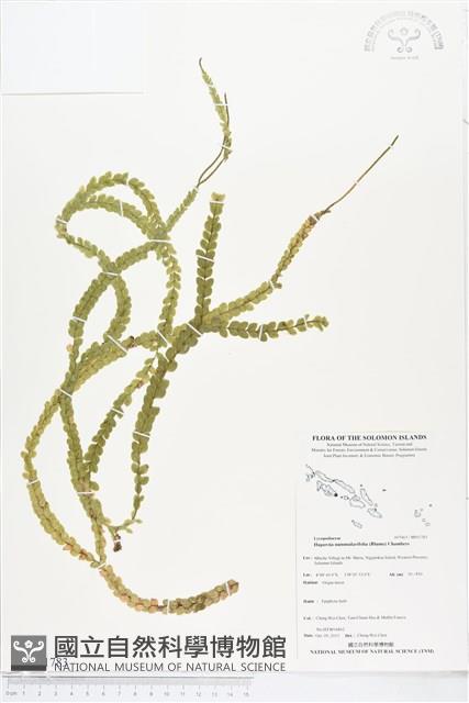 登錄號:BP01783藏品圖，第1張