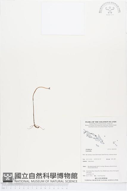 登錄號:BS04783藏品圖，第1張