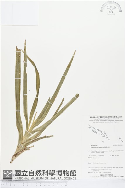 登錄號:BS03783藏品圖，第1張