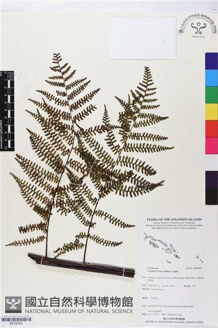 登錄號:BP02583藏品圖，第1張