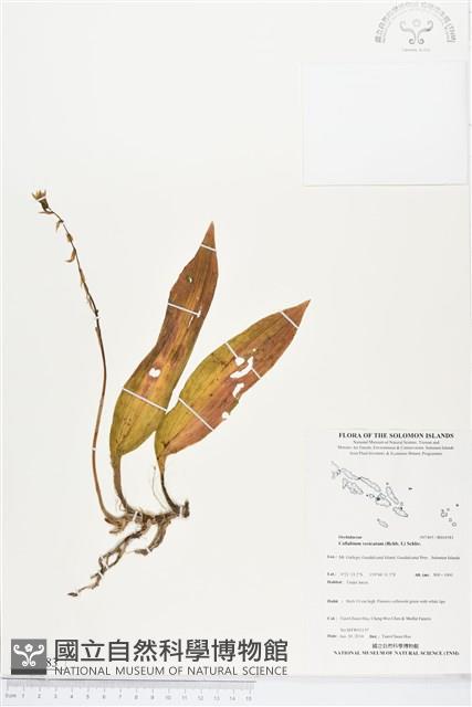 登錄號:BS04583藏品圖，第1張