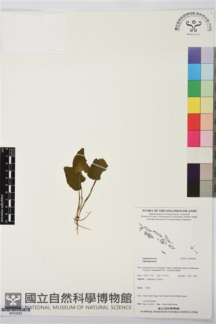 登錄號:BP03583藏品圖，第1張