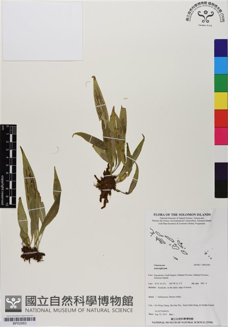 登錄號:BP02983藏品圖，第1張