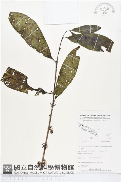 登錄號:BS04983藏品圖，第1張